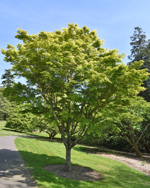 Acer palmatum sango-kaku