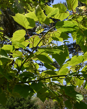Acer tegmentosum
