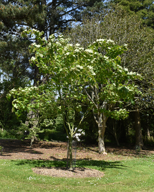 Acer tegmentosum