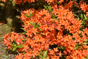 Azalea orange?