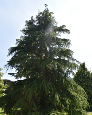 Deodar cedar