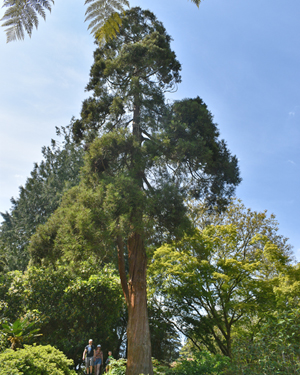 Chamaecyparis Pisifera Squarrosa