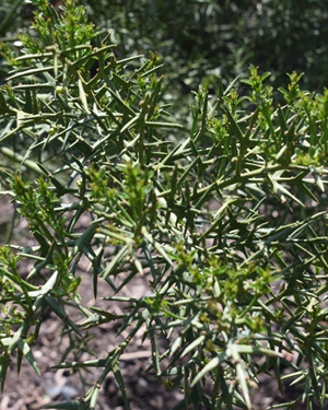 Colletia hystrix