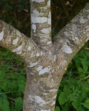 Cornus kousa bark