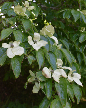Japanese dogwood