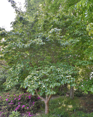 Cornus kousa
