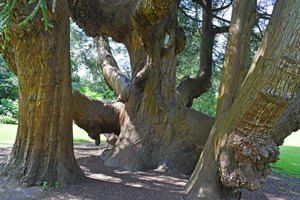 Trelissick