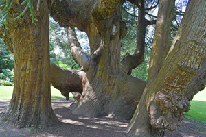 Cryptomeria japonica