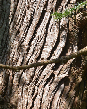 Chinese fir