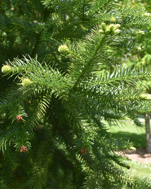 CunninghamiaLanceolata