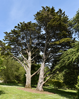 Cupresses macrocarpa lutea