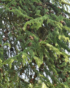 Sawara cypress