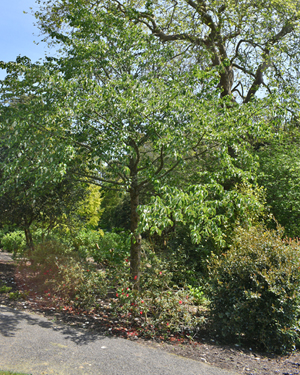 Davidia Involucrata