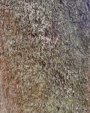 Dicksonia antarctica