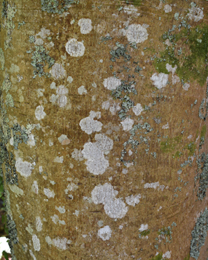 Winter's bark