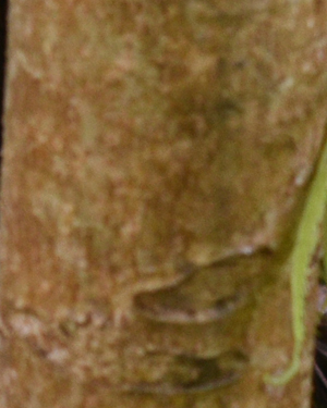Fatsia polycarpa