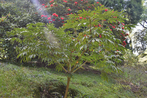 Fatsia polycarpa