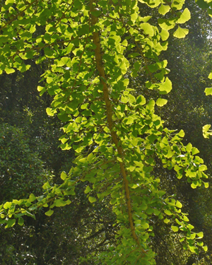 Ginkgo biloba