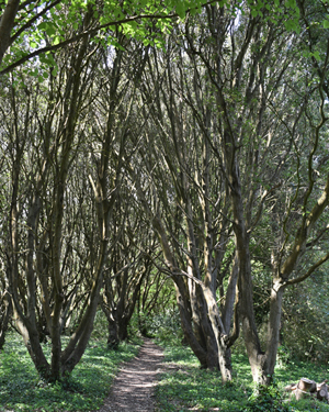 Holm oak grove