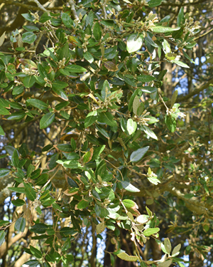 Quercus ilex