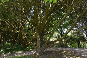 Quercus ilex