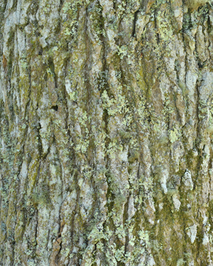 Sweetgum