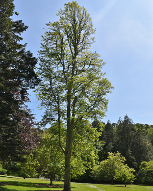 Liquidambar styraciflua