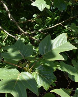 Liriodendron