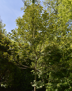 Tulip tree