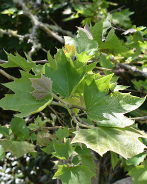 London Plane