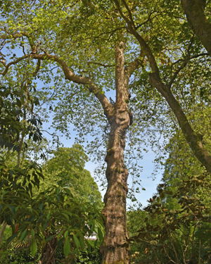 London Plane