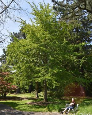 Magnolia campbellii