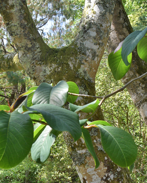 Dawson's magnolia