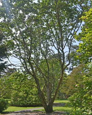 Dawson's magnolia