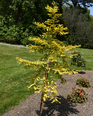 Golden dawn redwood