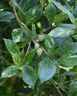 Osmanthus goshiki