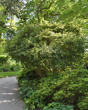 Osmanthus goshiki