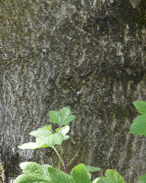 Paulownia tomentosa
