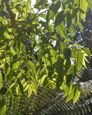 Phellodendron japonicum