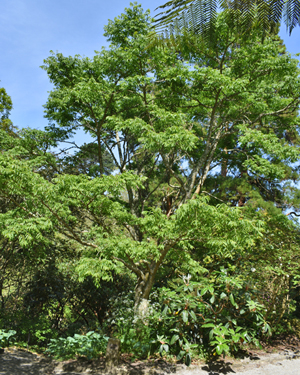 Japanese cork tree