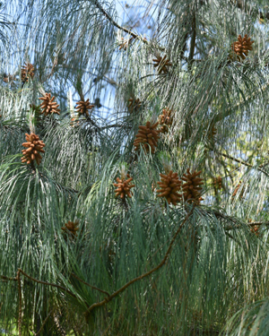 Pinus patula