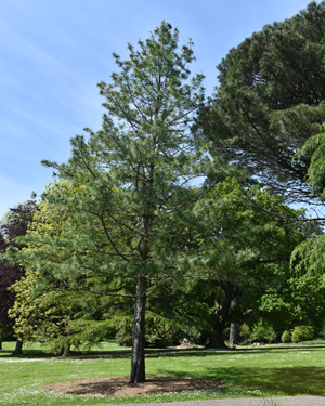 Bhutan pine