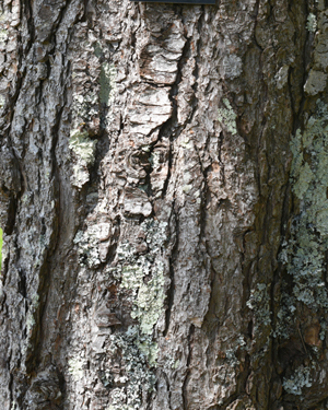 Pinus wallichiana