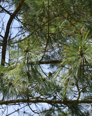 Himalayan pine