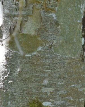 Platanus acerifolia suttneri