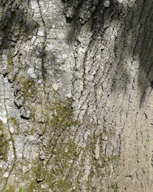Quercus cerris