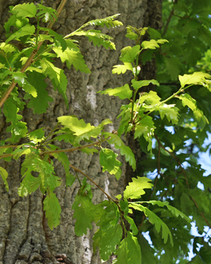Quercus cerris