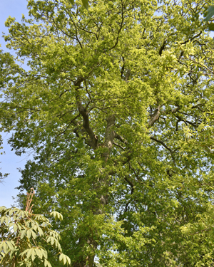Turkey oak