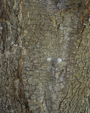 Holm oak