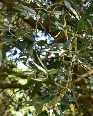 Quercus ilex